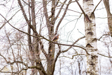 Obraz premium Fieldfare bird Turdus pilaris resting on branch in spring forest