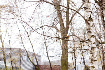 Fototapeta premium Fieldfare Turdus pilaris perched on branch near birch tree