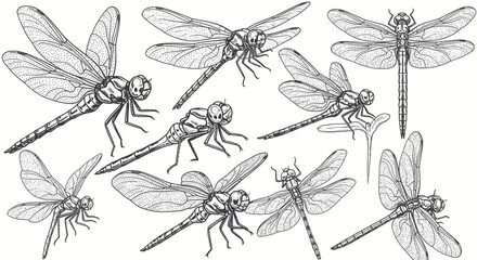 Set of hand-drawn dragonfly illustrations, vintage insect sketches on white background © budi