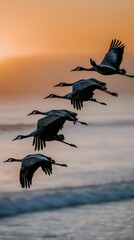 Fototapeta premium Flock of cranes migrating at twilight coastline