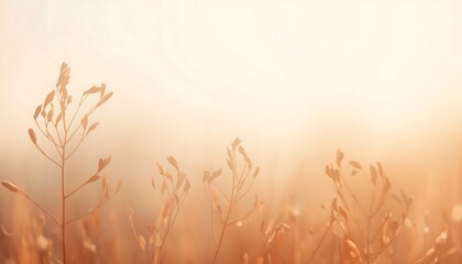 Fototapeta premium Close-up of dry grass or reeds bathed in soft golden sunlight, creating a warm and hazy atmosphere.
