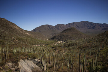 Fototapeta premium Mexican giant cactus forest in the Tehuacán-Cuicatlán Valley.