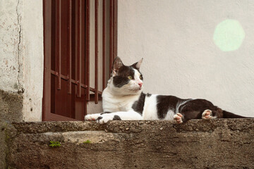 Black and white cat sitting on a stone porch. © Ronald