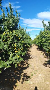 A field with long rows of lemon trees bearing many ripe lemons. A farmer's harvest