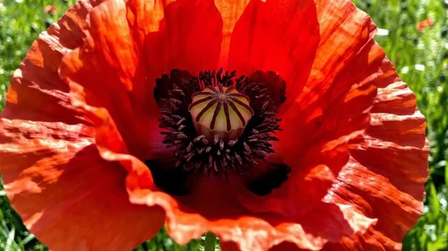 Close-up of a vibrant red poppy flower in a sunny field showcasing delicate petals and intricate details