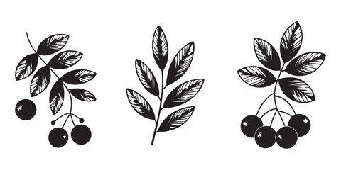 Three decorative branches with berries and leaves vector illustration hand drawn botanical elements