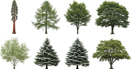 Fototapeta premium Diverse Collection of Realistic Tree Species Vector Illustration Set for Landscape Design and Architectural Projects.