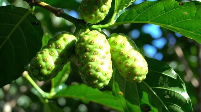 Close-up of green noni fruits growing on a tree with vibrant green leaves in natural sunlight