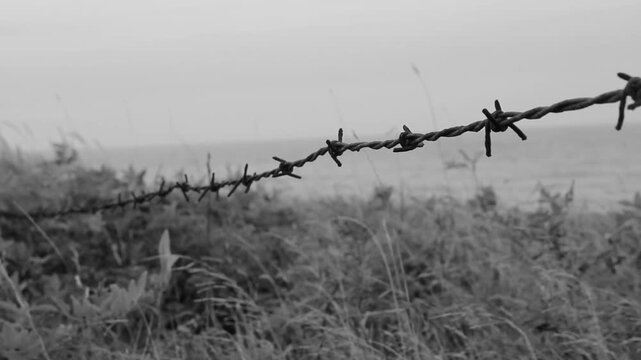 Barbed wire by the beach. Black and white. Prince Edward Island, Canada. HD.