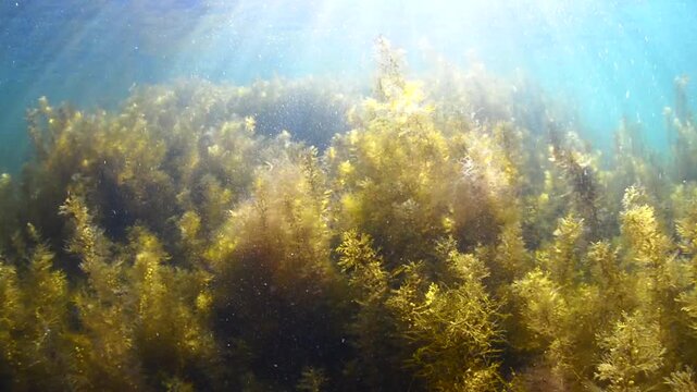 Forest of Seaweed