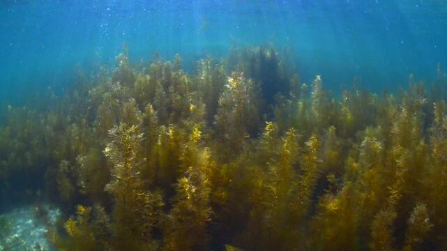 Forest of Seaweed