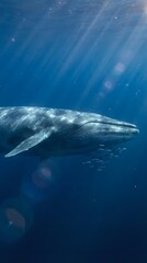 Fototapeta premium Majestic humpback whale swimming gracefully through deep blue ocean waters with sunlight rays filtering down from surface creating magical underwater scene.