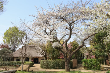 春の公園、世田谷にある次太夫堀公園に咲く桜。