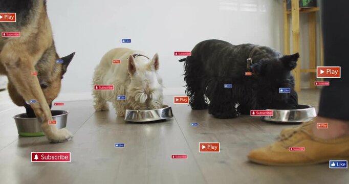 Adult leg stepping in, three dogs being fed at metal bowls, social-media icons drifting over dogs