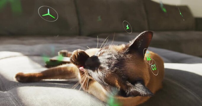 Cat lifting paw and licking for grooming, activating green AR UI icons over sunlit sofa cushion