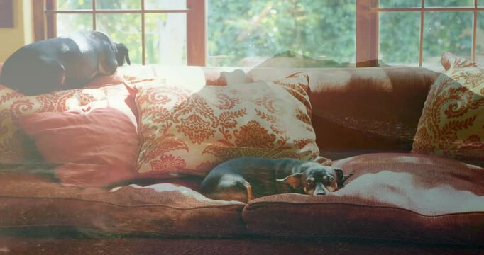 Resting black-and-tan dog curling on sofa cushions in living room by wooden window, damask pillows