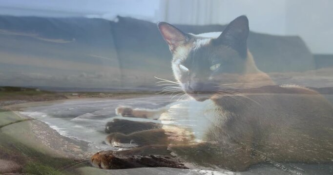 Window light guiding cat turning head, settling into rest on couch as coastline blending for design