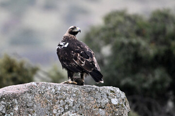 Fototapeta premium a powerful imperial eagle in spain