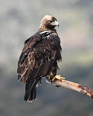 a powerful imperial eagle in spain
