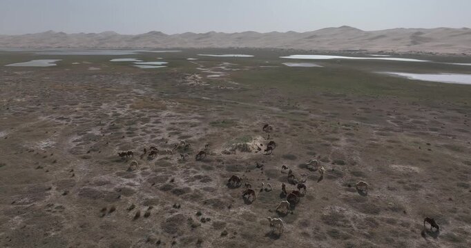 Aerial view of oasis landscape in desert