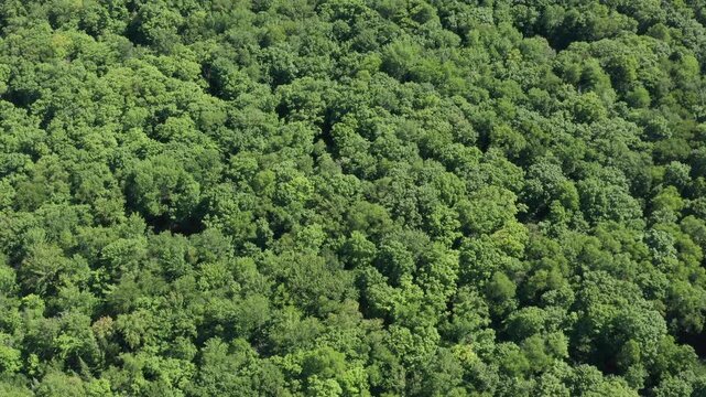 Drone flight over summer forest. Wide shot. 4K.