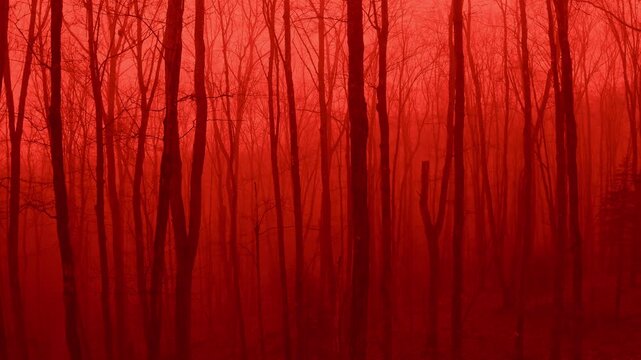 Horror forest. Slow dolly pull out misty blood red forest. 4K.