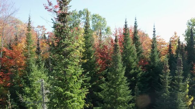 Drone circling green conifer with autumn forest background. 4K.