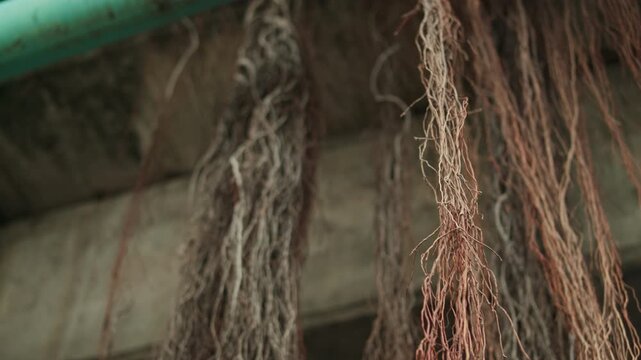 Natural stock footage featuring dense, brown aerial tree roots hanging from a concrete bridge or structure over a city canal. The scene captures the roots swaying gently in the breeze.