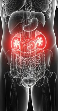 Human body anatomy rendering showing internal organs medical illustration