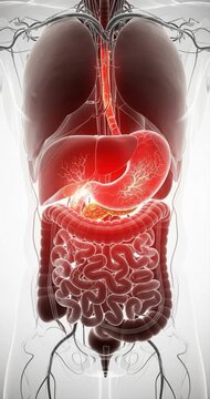 Human digestive system anatomy illustration medical concept