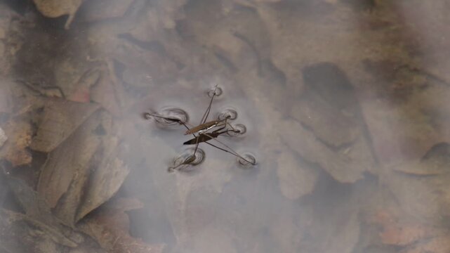 Single water strider drifting on the water surface once in while moving its leg or arm.  In the shallow water can see under the water is a bed of leaves.