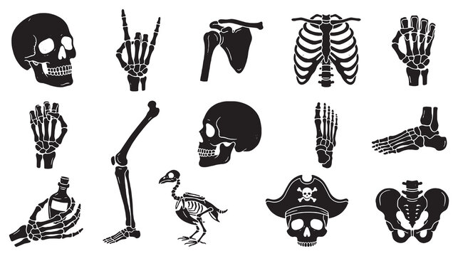Collection of black and white vector illustrations of human and animal skeletons and bones.