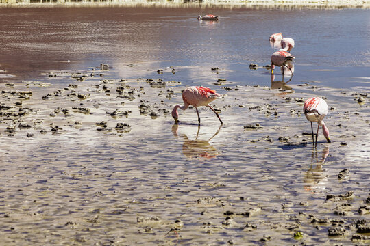 Flamingos in the Lagoon