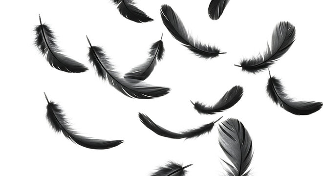 Grey feathers isolated on transparent background