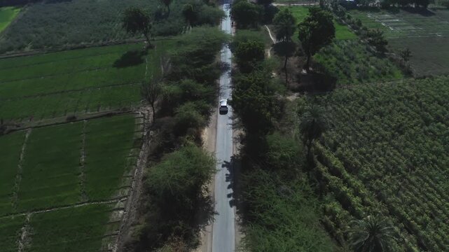 A dark SUV travels along a narrow rural road bordered by green fields and trees in Rohida, Rajasthan, captured from a high drone perspective showcasing the patchwork of farmland and vegetation.