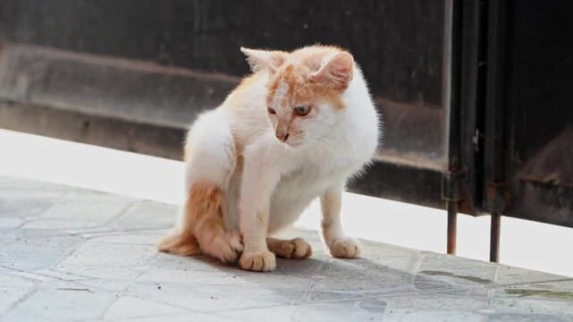 Cute orange and white cat scratching body during grooming routine