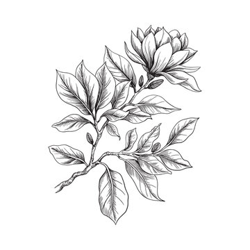 Detailed botanical illustration of a magnolia branch with blossoms and foliage
