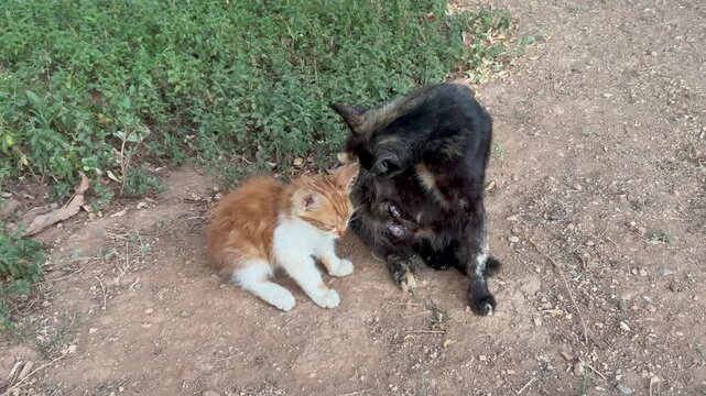 A kitten is breastfeeding from his mother while they are outside 