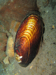 Almeja de rio, molusco bivalvo de agua dulce. © Sergio