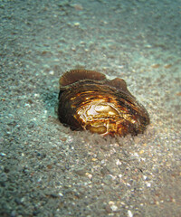 Almeja de rio, molusco bivalvo de agua dulce. © Sergio