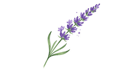 Obraz premium Delicate watercolor illustration of a single lavender sprig with green leaves