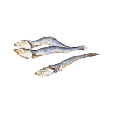 煮干しの手描きイラスト