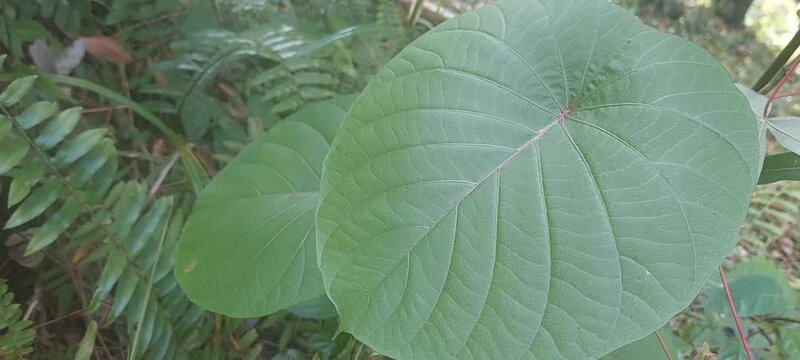 close-up view of round green leaves in tropical bushes. 