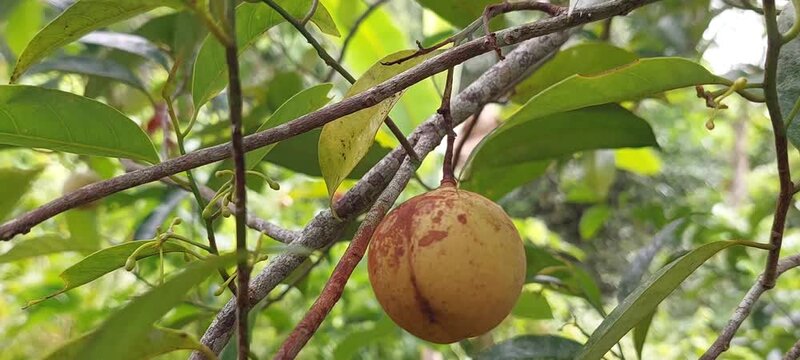 view of nutmeg fruit hanging from the tree 