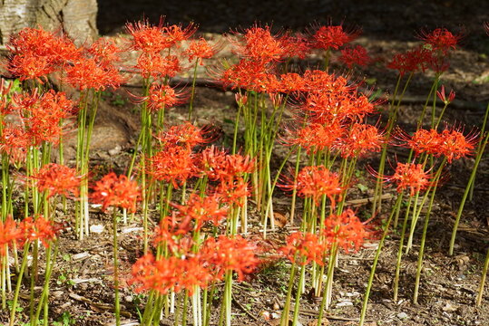 日向のヒガンバナ