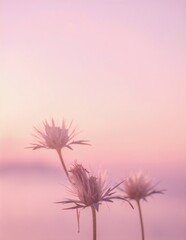 Obraz premium Two delicate white flowers in sharp focus, gently overlapping, set against a soft, pastel pink sky at dusk