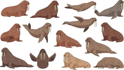 Walrus Marine Animal Character Set with Swimming, Sitting and Resting Poses Featuring Ocean Wildlife Mammals Cartoon Vector Illustration Collection for Arctic Nature Designs. © MstSuborna