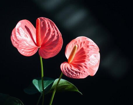 Two tropical flamingo flowrs pink anthuriums on a blck background and beautifu shadows. Low key aesthetis photo. Blur and selectiv focus