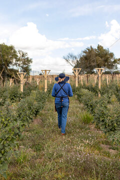 Woman farmer walking through rows of green tomatillo plants in an agricultural field, inspecting crops and tending to the sustainable harvest