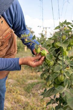 Farmer inspecting fresh green physalis fruit on a plant, hands checking ripeness in an outdoor agricultural field, growing healthy natural produce